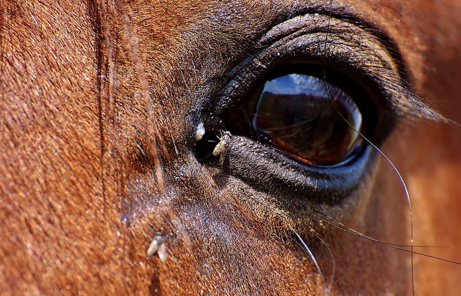 horse, flies, horse eye, brown, eye, fly, close, eyes, head, animal