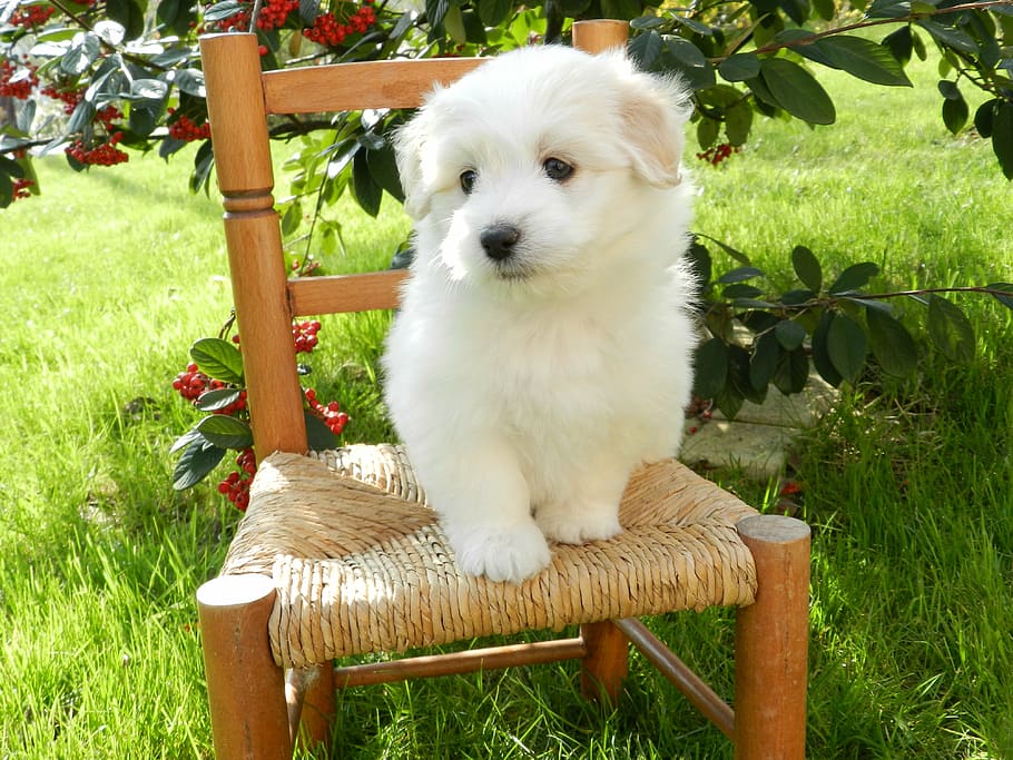 branco, algodão, filhote de cachorro tulear, marrom, de madeira, cadeira, cachorro, pequeno, cão, algodão tulear
