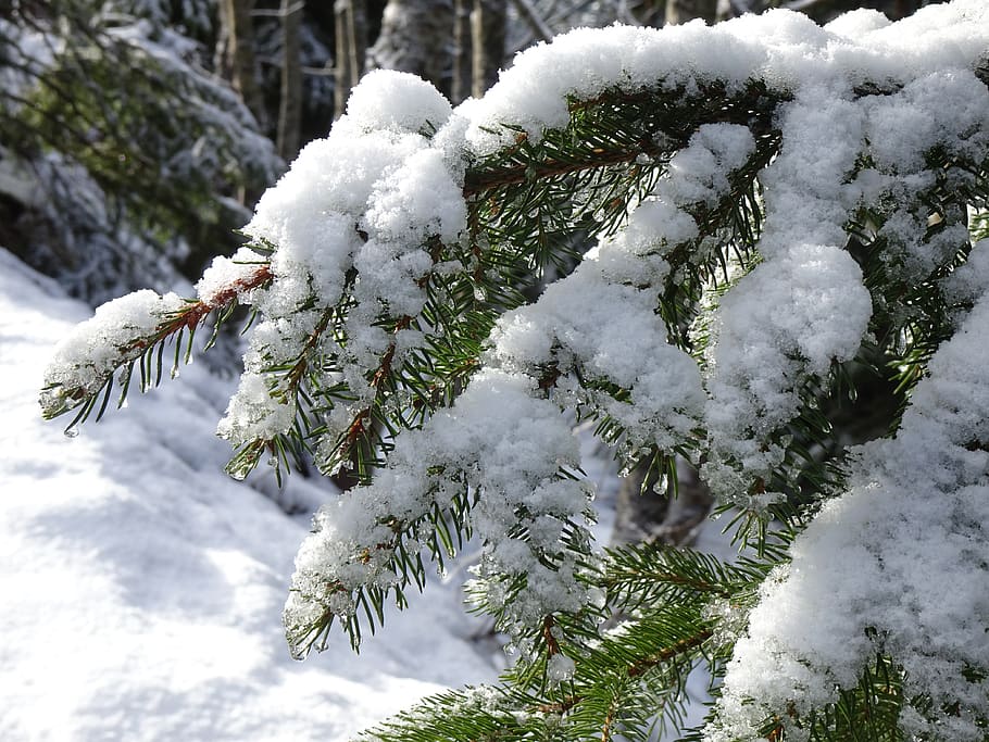 snowy, fir tree, holly, winter, wintry, snow, cold, winter mood, winter forest, cold temperature