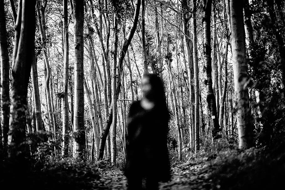 seletiva, fotografia de foco, mulher, em pé, meio, floresta, natureza, bosques, árvores, pessoas