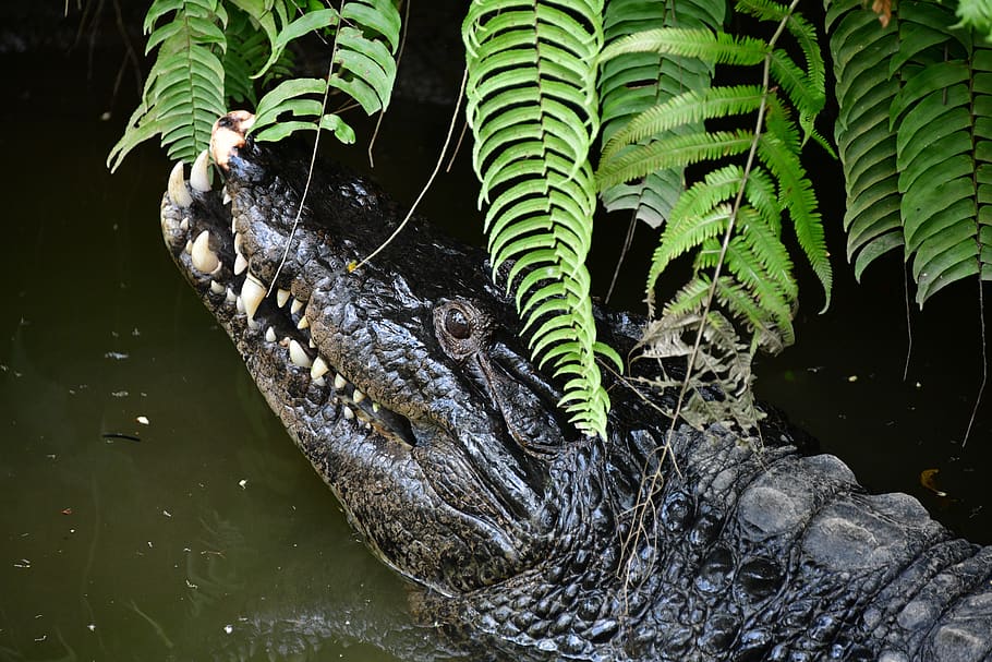 crocodile, swamp, alligator, predator, reptile, animal, nature, wildlife, everglades, gator