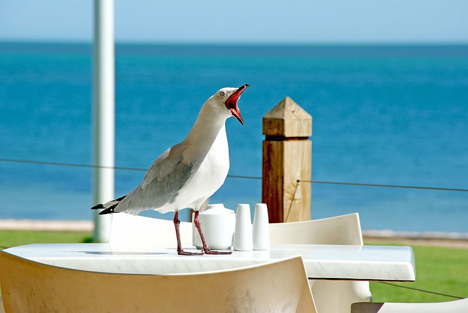 blanco, gris, martín pescador, mesa, gaviota, pájaro, pico, cara divertida, ave marina, playa