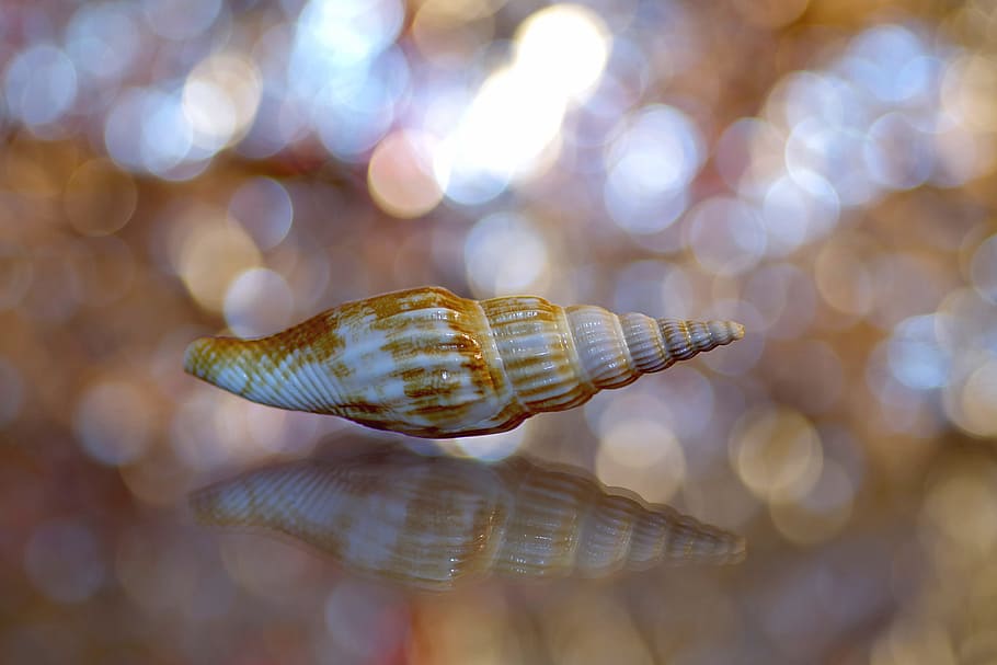 scallop, shell, snail, ornament, color, reflection, flashes, shine, bokeh, abstraction
