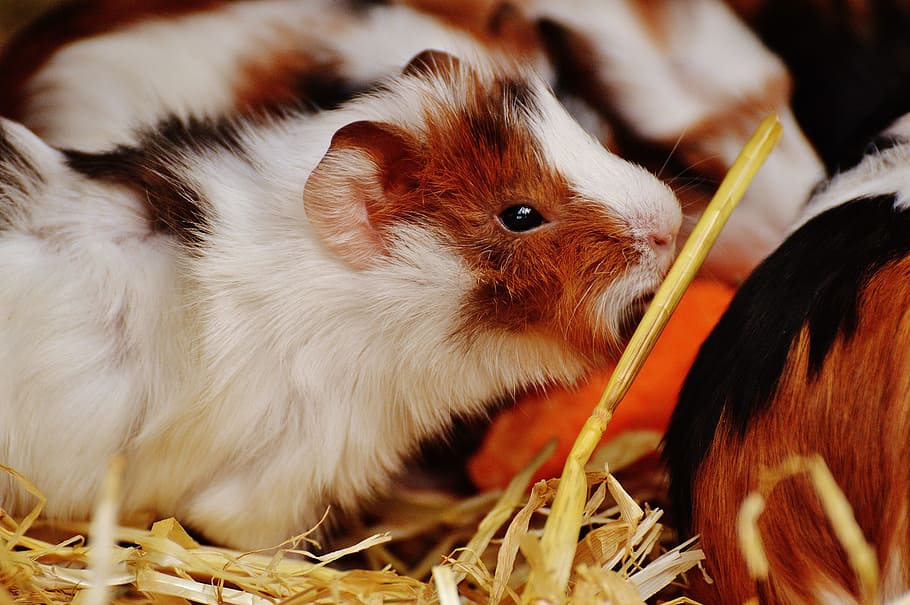 guinea pig, wildpark poing, cute, nager, young animals, small, young, sweet, fur, animal themes