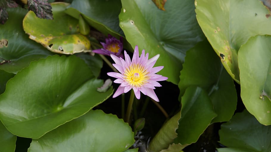 lotus, purple lotus, water, bo, pink lotus, sa, water plants, violet, bua ban, nature