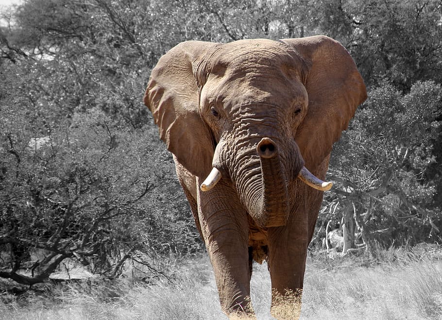 茶色, 象, 横, 木, ナミビア, アフリカ, アフリカのブッシュゾウ, アフリカのサバンナ象, ロクソドンタアフリカーナ, アフリカ象