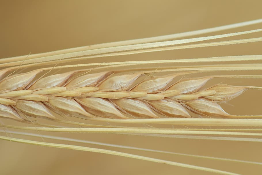 brown wheat, Barley, Close, Ear, Cereals, Grain, nourishing barley, agriculture, food, macro