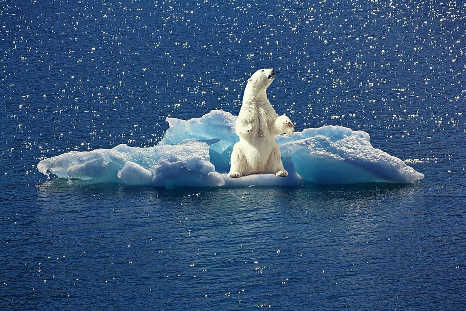 polar, urso, gelo, urso polar, iceberg, bloco de gelo, pólo norte, mudança climática, animal, clima