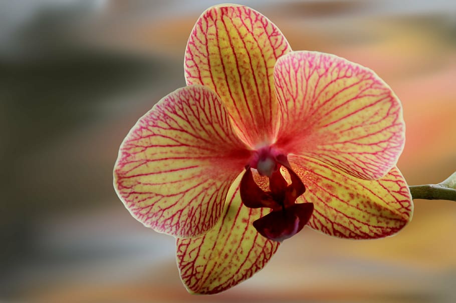 foto de primer plano, melocotón phalaenopsis orquídea, flor, floración, orquídea, filigrana, primer plano, planta, fragilidad, foco en primer plano