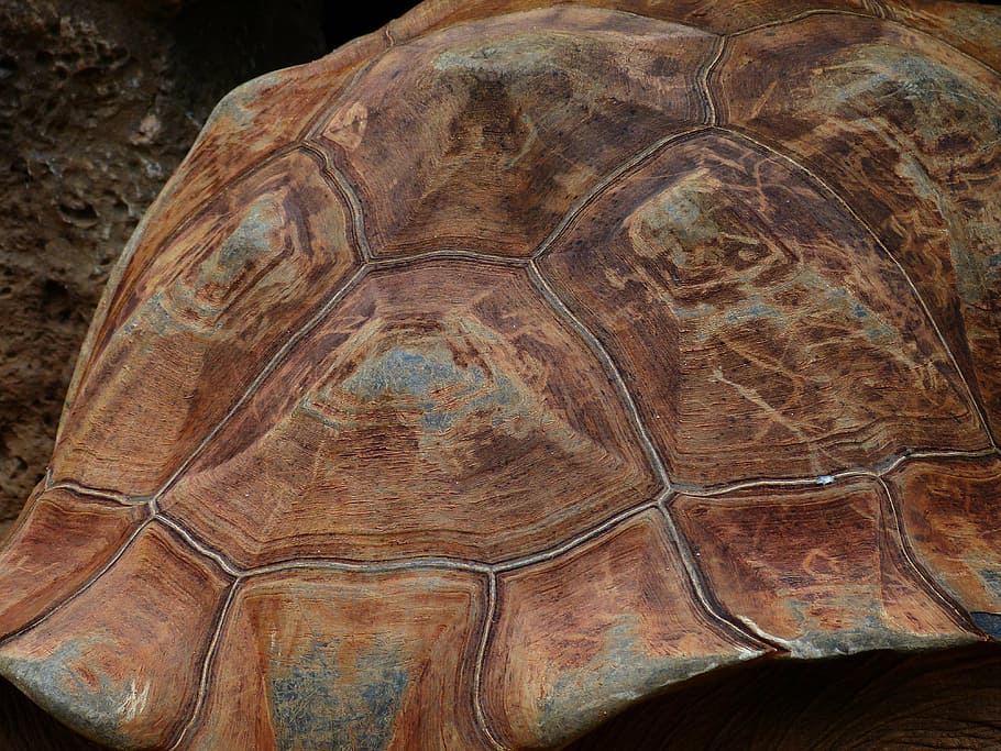 tortuga, panzer, caparazón de tortuga, patrón, tortuga gigante, tortuga gigante de galápagos, geochelone nigra, geochelone, testudinidae, animal