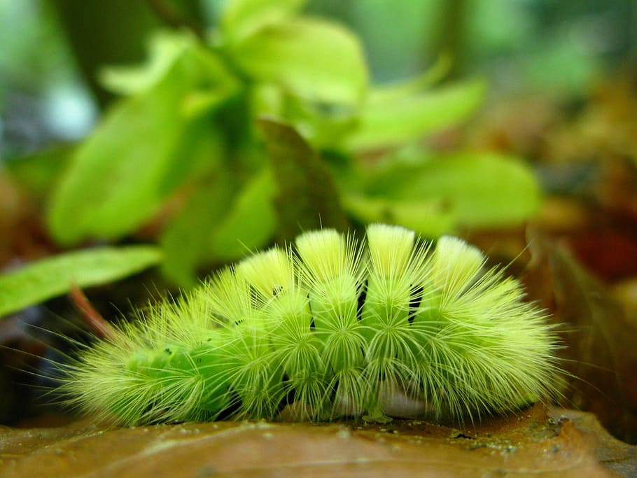 caterpillar, book track walk, butterfly caterpillar, green color, close-up, plant, nature, day, leaf, focus on foreground