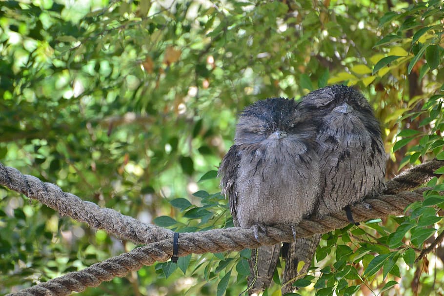 Tawny Frogmouth, Bird, Couple, frogmouth, pair, two, nocturnal, hunter, camouflage, perched