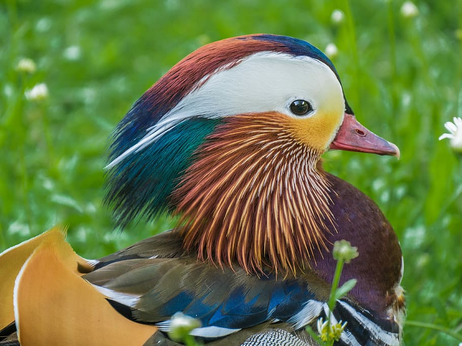 close-up photo, male, mandarin duck, green, grass, daytime, mandarin ducks, water bird, duck, animal