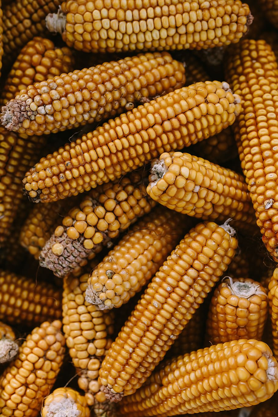 yellow, cooking, cereal, corn, corncob, maize, Corncobs, food, food and drink, healthy eating