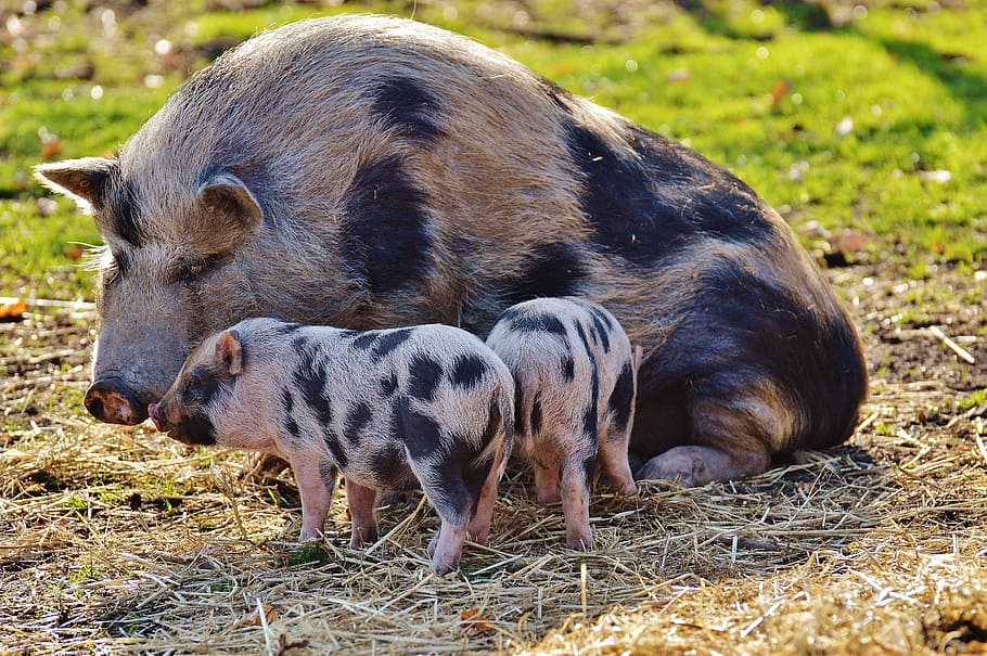 gray, black, pig, sitting, brown, grass, two, piglets, piglet, wildpark poing