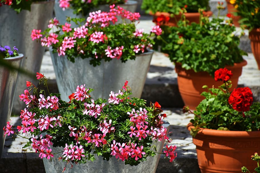 agrupados, rosa, flores, adelante, geranio, balcón, flor, flor de balcón, planta de balcón, flor de verano