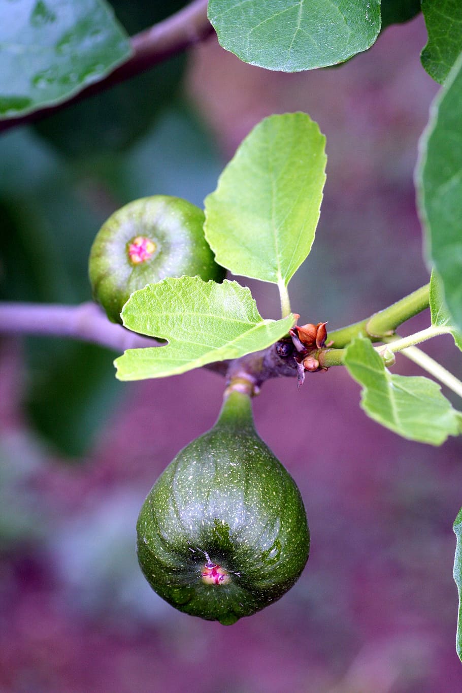 fig, tree, fig tree, spring, foliage, nature, fruit, plant part, leaf, food and drink