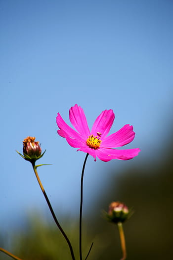 Pagina 53 Fotos Flor De Flor Azul Libres De Regalias Pxfuel