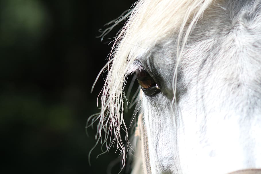closeup, white, horse, eye, paardenoog, animal, eyelash, moons, eye socket, eyelashes