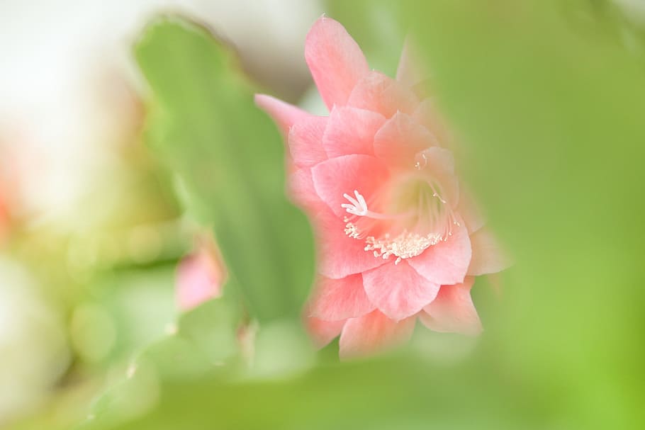 plant, leaf cacti, blossom, bloom, pink, cactus, flower, flowering plant, beauty in nature, freshness