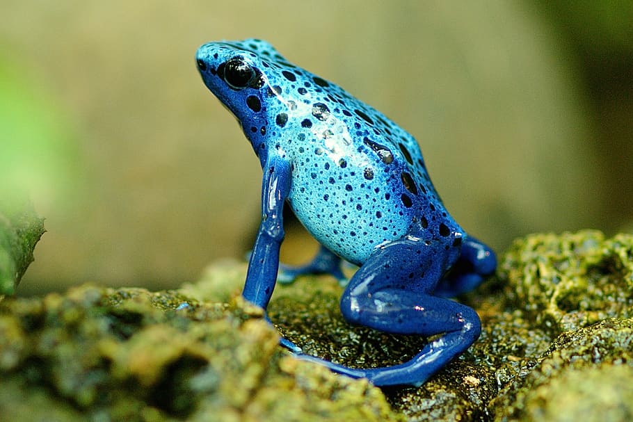 Royalty-free exotic frog photos free download | exotic amphibians