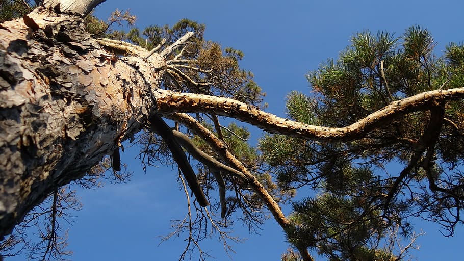nature, tree, pine, krone, sky, plant, branch, tree trunk, low angle view, trunk
