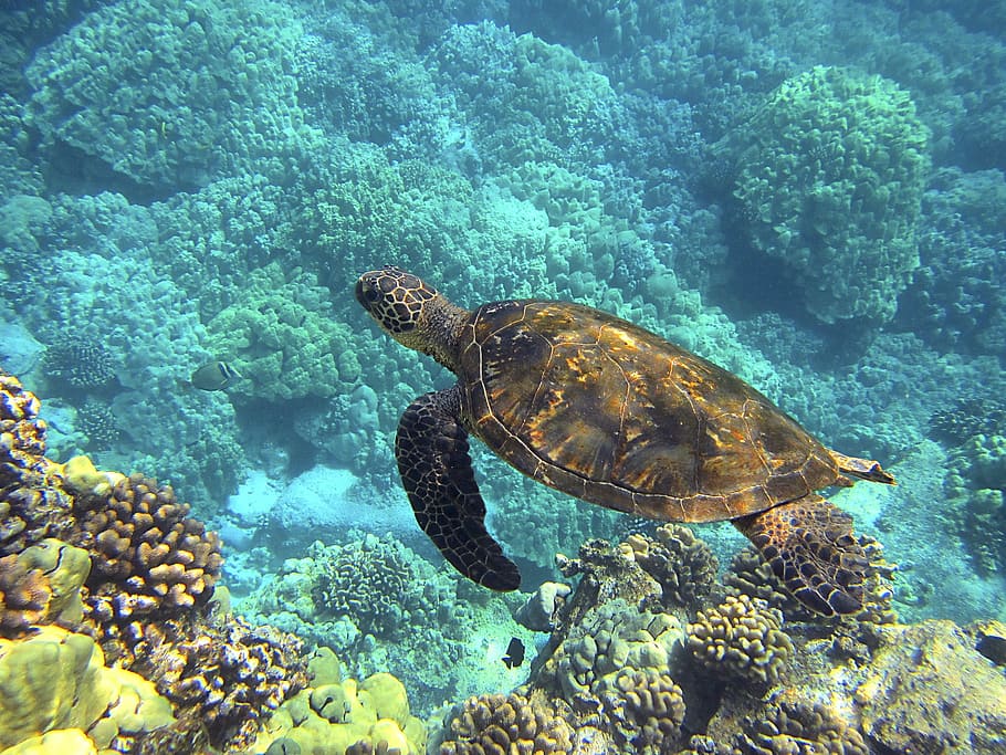 brown, turtle, body, water, corals, sea turtle, hawaiian sea turtle, green sea turtle, giant sea turtle, hawaii