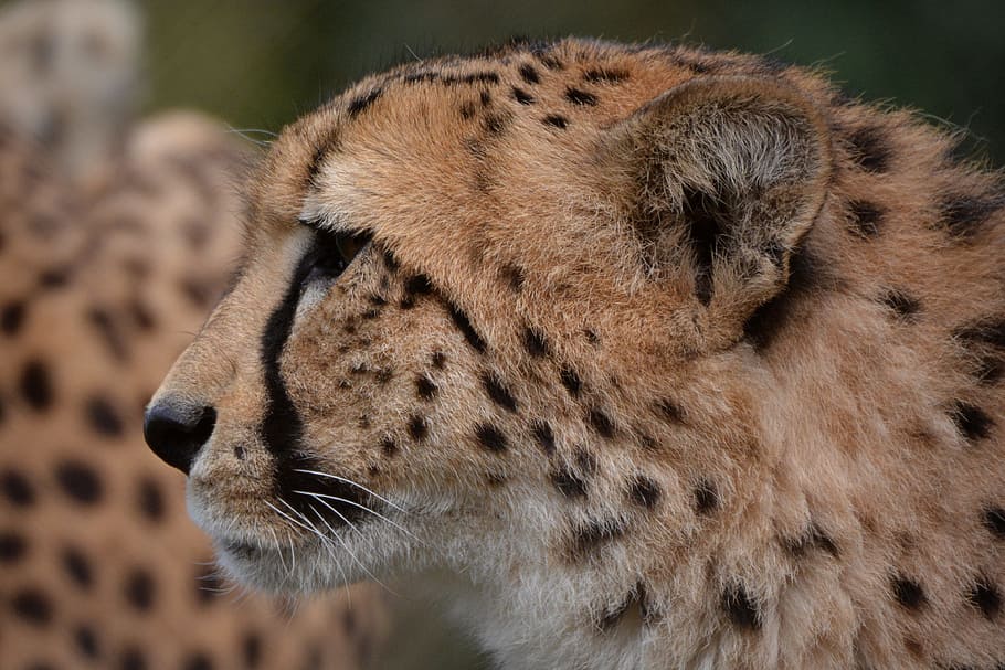 closeup, cheetah, leopard, animal, jaguar, head, animal themes, animal wildlife, one animal, mammal