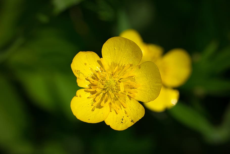 dotterblume, caltha palustris, buttercup, blossom, bloom, yellow, petals, stamp, pistil, bright