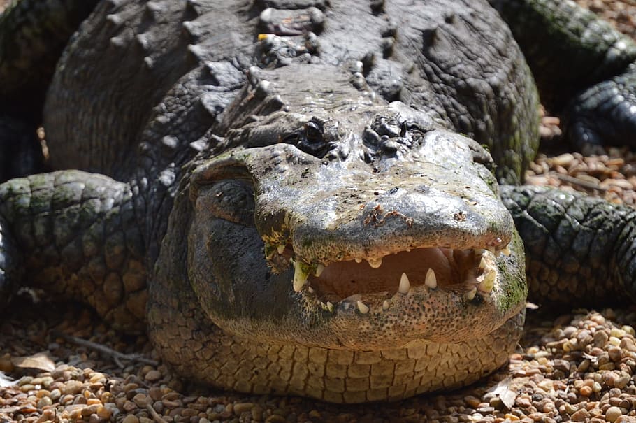 Alligator, Crocodile, Reptile, Gator, animal, dangerous, teeth, aggressive, jaws, aggression
