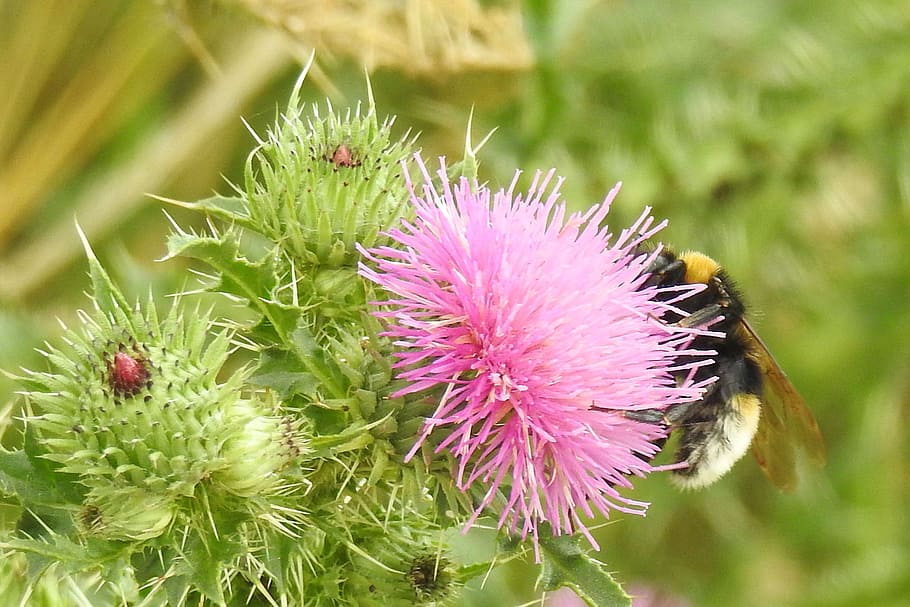 rosa, flores, abelha, topo, durante o dia, em cima, flor de cardo, hummel, flor, inseto