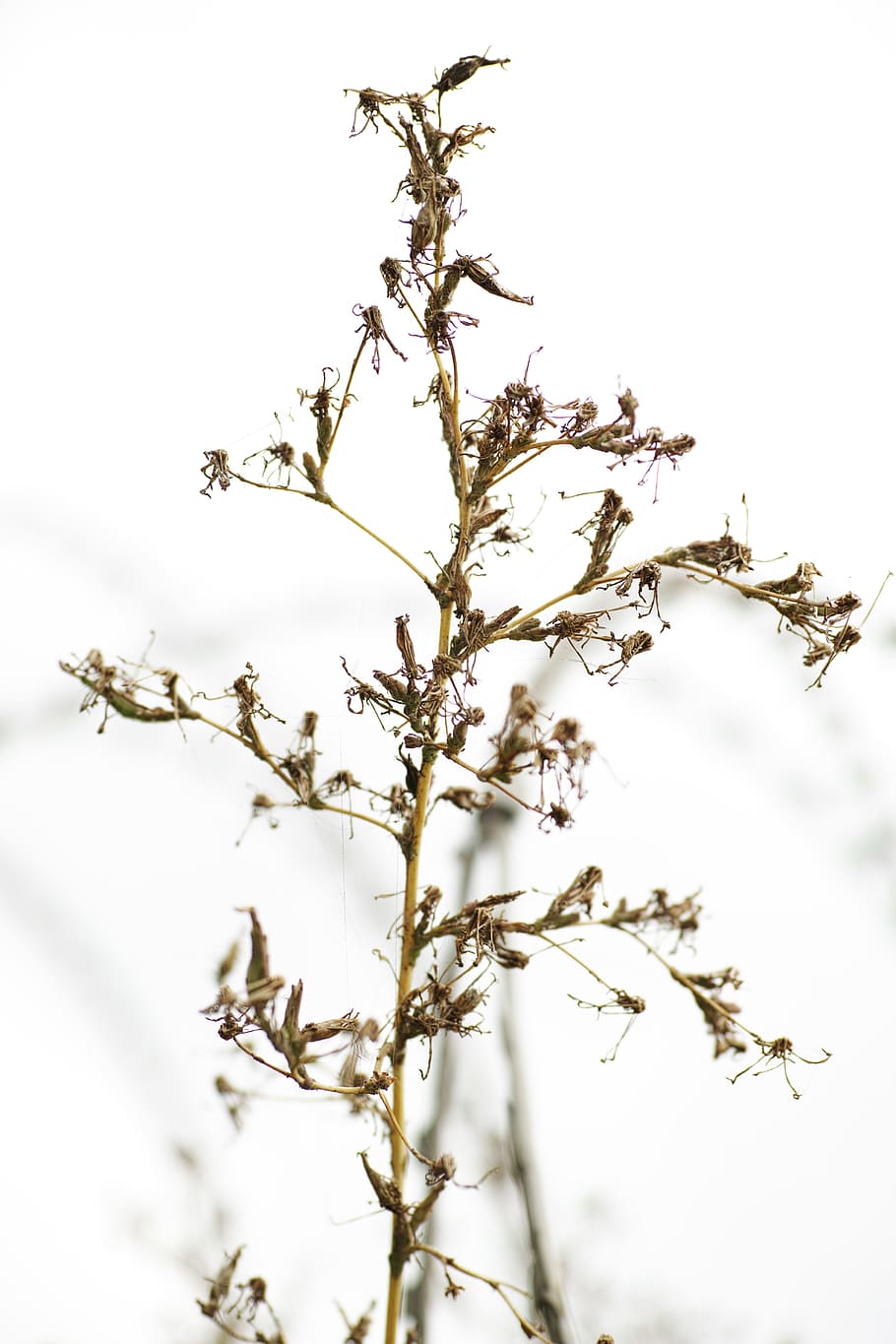 flower, dried up, branch, ornament, decor, leaves, plant, nature, detail, macro