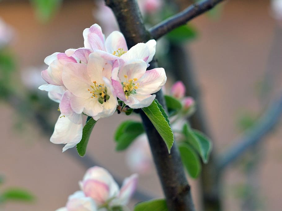 spring, apple tree, bloom, flowers, flowering tree, garden, tree, branch, gardening, blooming apple tree