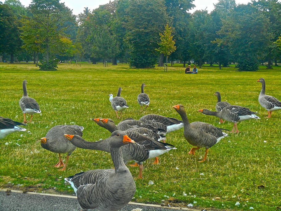 bird, animals, goose, kensington gardens, hyde park, london, plant, animals in the wild, vertebrate, animal