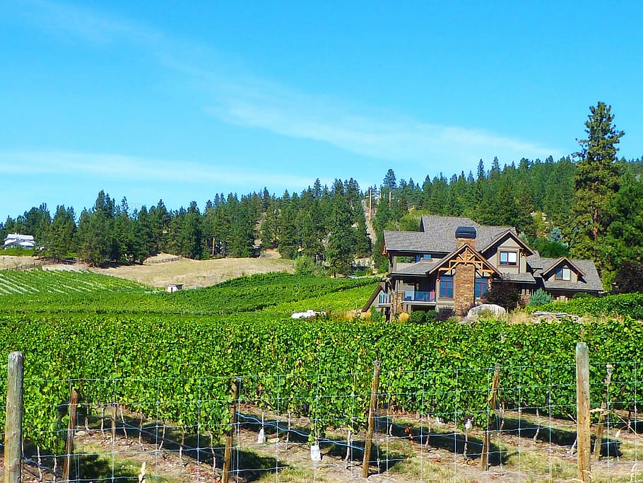BC Canada Wine Country, Wine Country, Canadá, Valle de Okanagan, campo, cosecha, verde, naturaleza, Okanagan, escénico