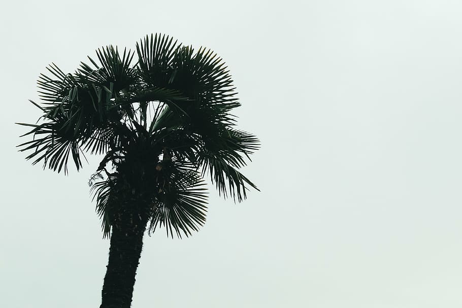 siluet, pohon kelapa, telapak tangan, fotografi, siang hari, sahabat, tanaman, alam, daun, pohon palem