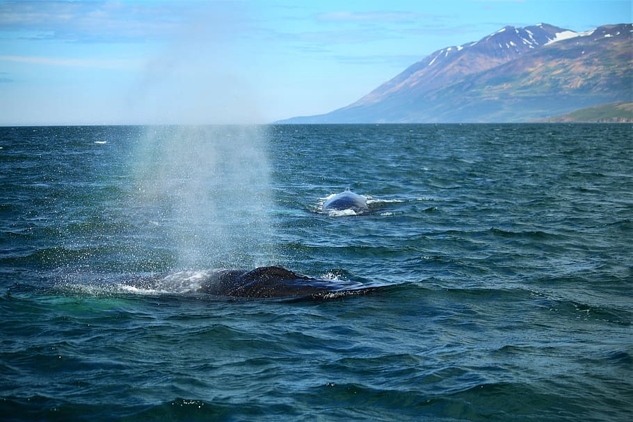 wal, atlantic, sea, finn, whales, marine mammals, whale, water, animal, animal themes