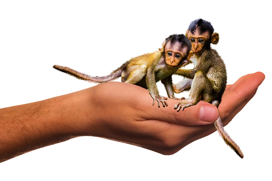 two, monkeys, person, palm, edited, emotions, animals, hand, ape, cute