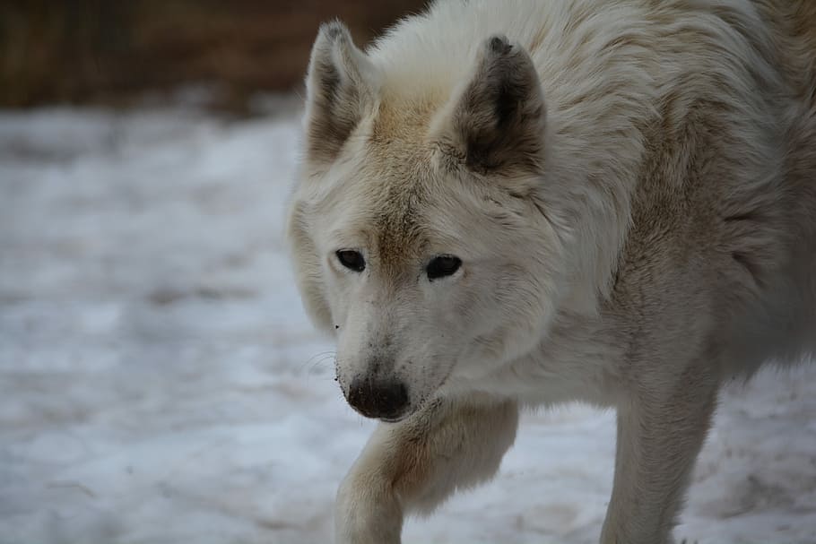 Wolf, White, Face, Snow, Outside, Winter, white, face, animal, dog, arctic