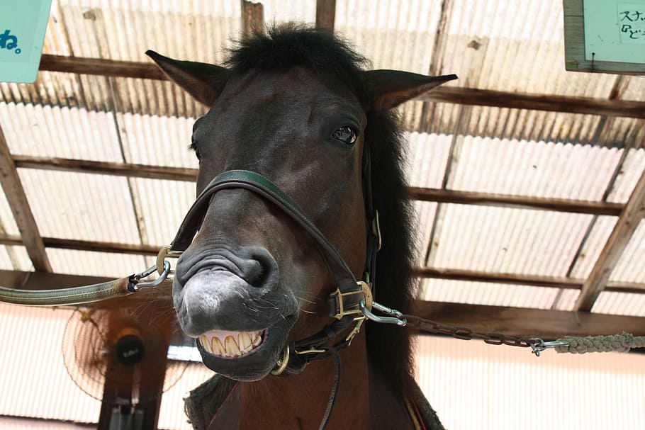 horse, front, facial expressions, tooth, domestic, animal, domestic animals, one animal, animal themes, mammal