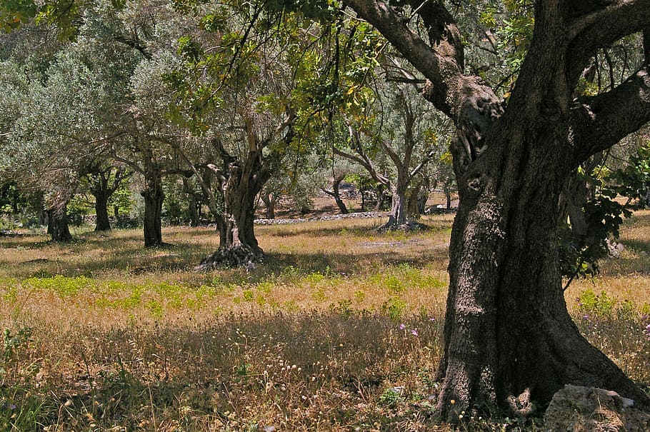 olive trees, old, olive tree, log, wood, olives, tree, plantation, eat, food