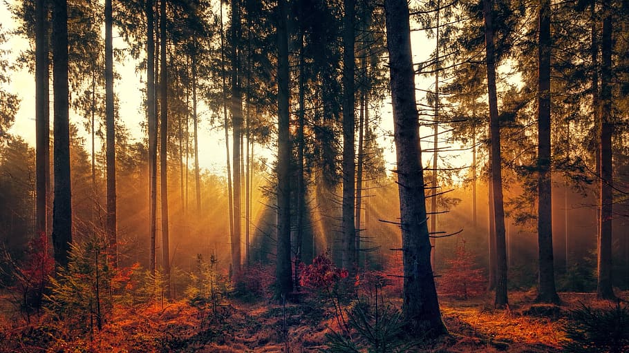 luz del sol, pasando, árboles, amanecer, bosque, niebla, brillante, otoño, naturaleza, estado de ánimo