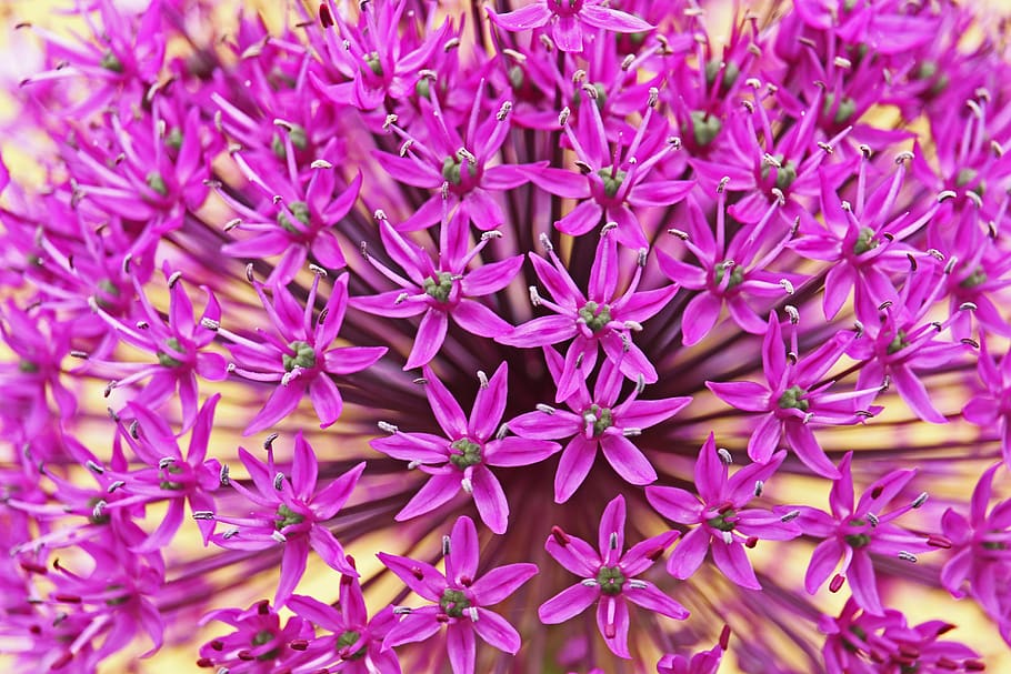 ornamental onion, ball, allium, close up, flower, purple, blossom, bloom, garden plant, flower ball