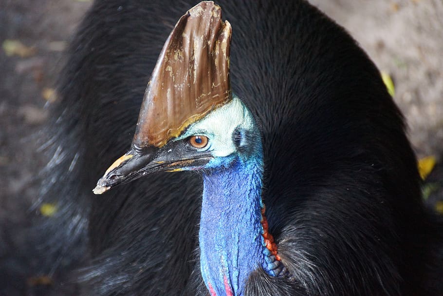southern cassowary, australia, bird, tropical, cassowary, one animal, animal body part, close-up, vertebrate, animal wildlife