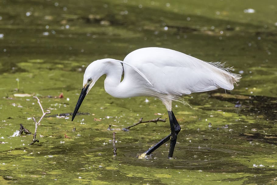 Little Egret, Ave, Bird, Feathers, looking for food, wildlife, animal, nature, egret, heron