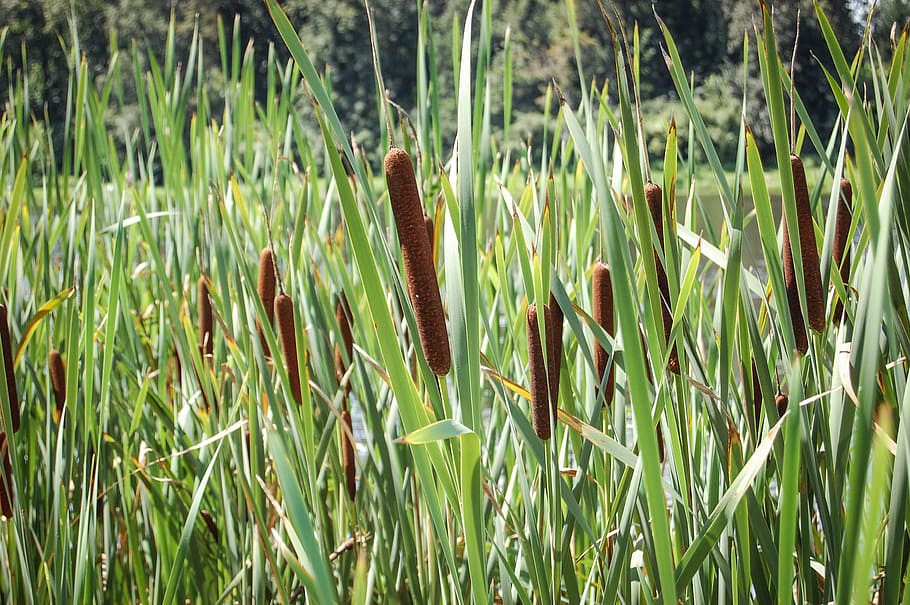 typha, flower, lake, plants, meadow, nature, flowers, plant, growth, cattail