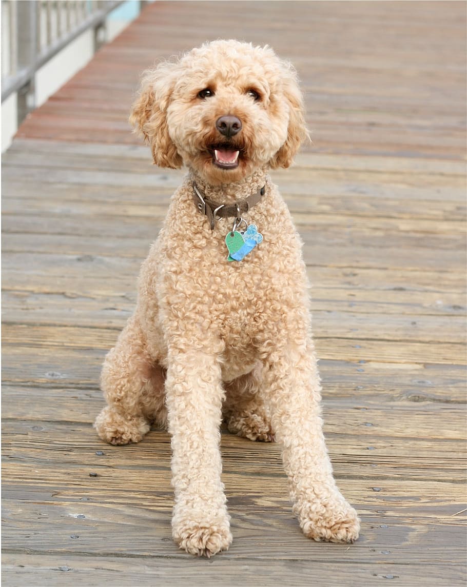 tan, toy poodle, sitting, brown, wooden, surface, labradoodle, dog, canine, cross-breed