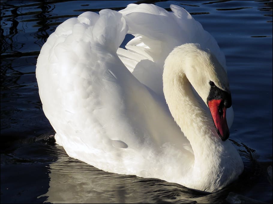 white, swan, closeup, photography, white swan, closeup photography, bird, nature, one animal, animals in the wild