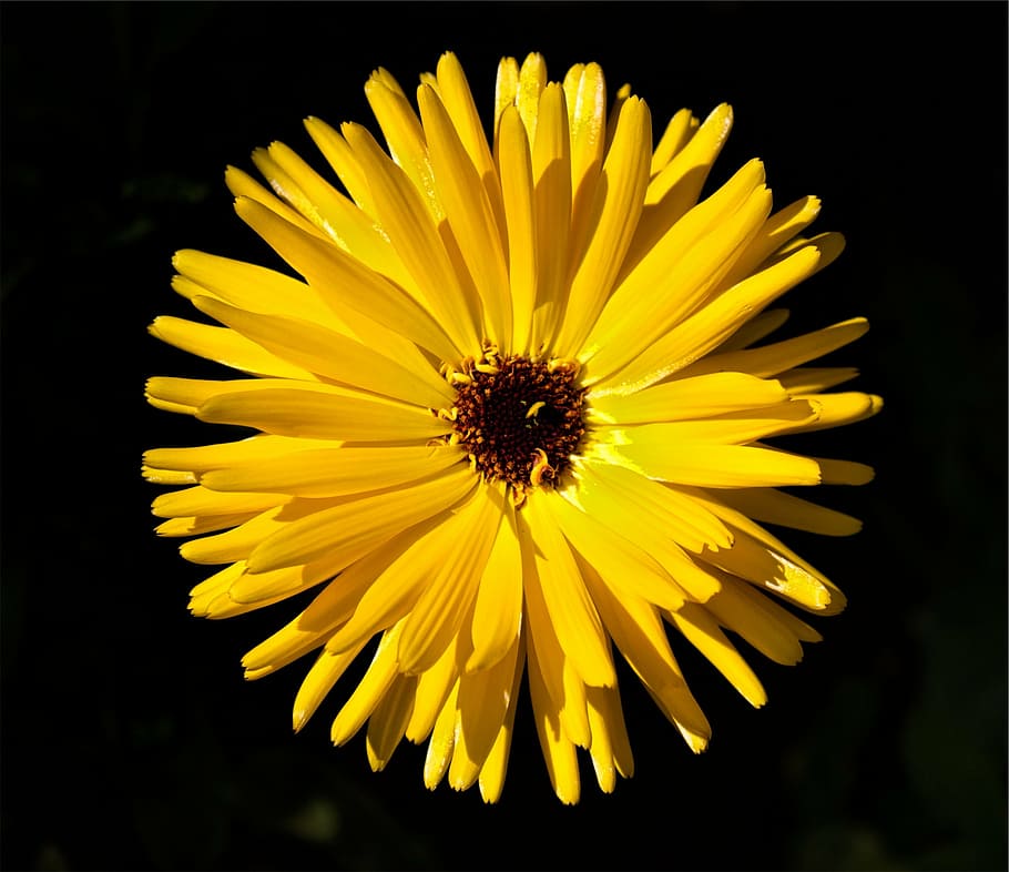 yellow flower, yellow, flower, macro, shot, fragility, petal, flower head, freshness, plant