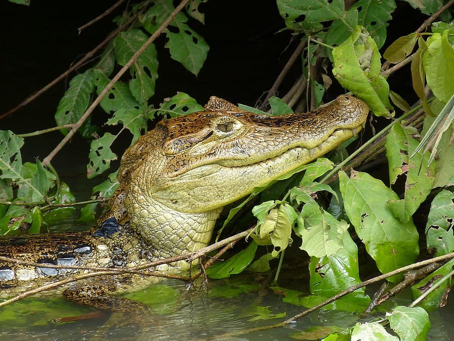 selective, focus photography, alligator, body, water, costa rica, central america, south america, tropical, rainforest